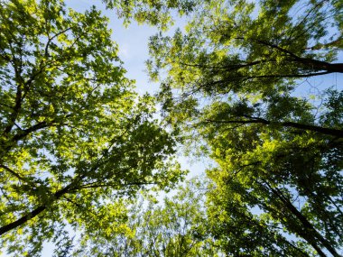 yeşil ağaç dalları ve mavi gökyüzü arkaplanı