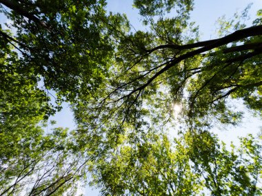yeşil ağaç dalları ve mavi gökyüzü arkaplanı