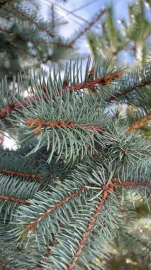 Mavi Çam İğnelerinin Yakın Çekimi