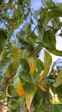 Hafif sarı şeftali ağacı yaprakları, yakın plan.