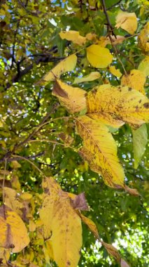 Ormanda sarı sonbahar yaprakları, dikey sonbahar arkaplanı