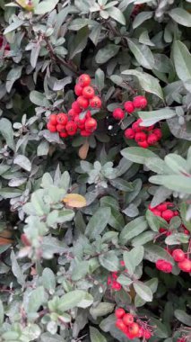 Kırmızıüzümler çalılıklarda, yakın plan