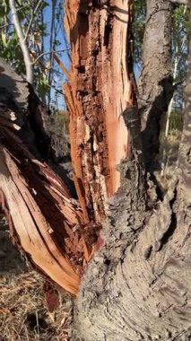 Çatlamış ağaç gövdesine yakın plan.