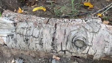 Ağaç gövdesi dokusunu kes, kapat