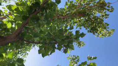 Close-up of mulberry tree leaves in summer sunlight