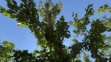 Close-up of mulberry tree leaves in summer sunlight
