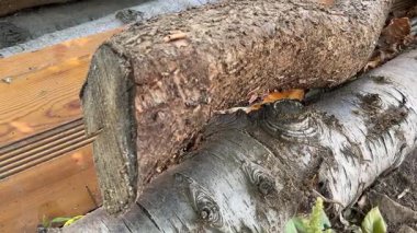 Ağaç gövdesi dokusunu kes, kapat