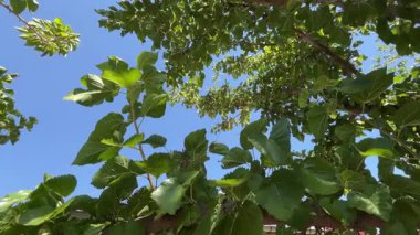 Close-up of mulberry tree leaves in summer sunlight