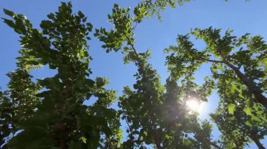 Close-up of mulberry tree leaves in summer sunlight