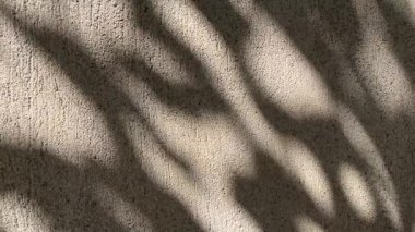 Yaprakların gölgesi desenli beton duvarda