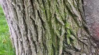 Yosun kaplı ağaç gövdesini kapat