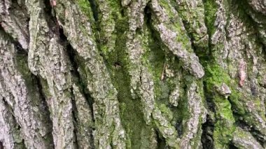 Yosun kaplı ağaç gövdesini kapat