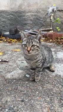 Şirin gri tekir kedicik.