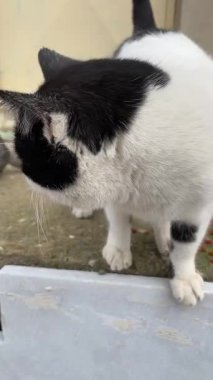 Siyah beyaz bir sokak kedisi yemek yiyor, sevimli tekir kedisi.