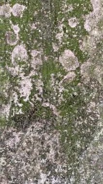 Yosun kaplı eski beton duvarın yakınına.