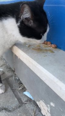 Siyah beyaz bir sokak kedisi yemek yiyor, sevimli tekir kedisi.