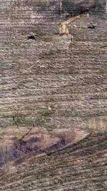 Ahşap doku hareketi arka plan pürüzsüz döngü