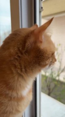 Sarı kedi pencereden dışarı bakıyor.