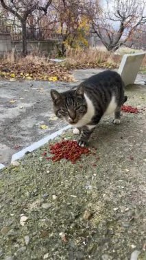 Tatlı gri ve beyaz sokak kedisi yemek yiyor.