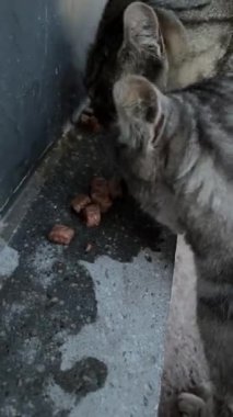 Islak yemek yiyen iki sokak kedisi.