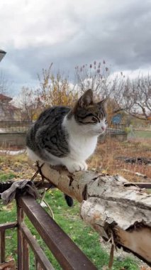 Beyaz gri sokak kedisi.