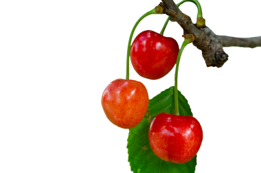 Ağaç dalında olgun kırmızı kirazlar Şeffaf arka planda izole edilmiş taze meyveler