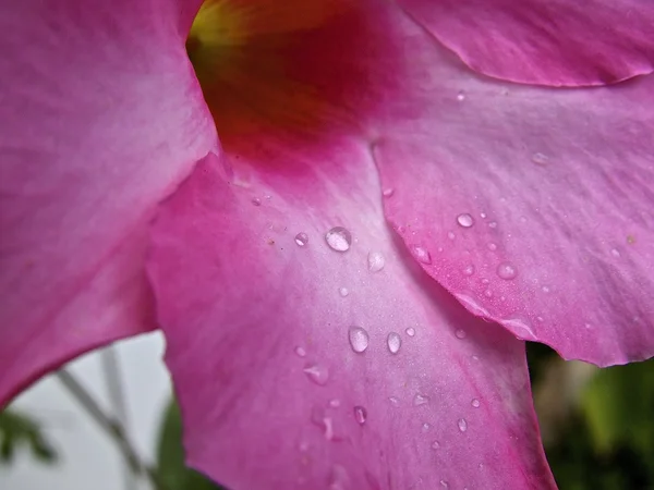 Flawers sarı pembe