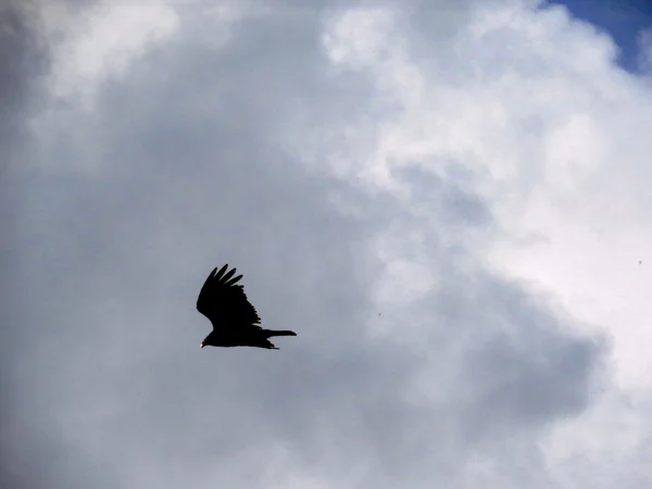 uçan kartal