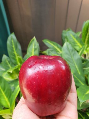 Kırmızı elmalar çok sağlıklı ve çok lezzetlidir.