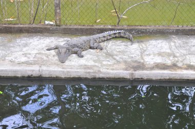 Ninh Hoa, Vietnam - 16 Şubat 2016: Timsahlar için görüntüleme ve bir tatil beldesine Vietnam çalma turist caging