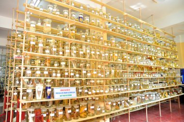 Nha Trang, Vietnam - 9 Şubat 2016: Sıvı balık ve deniz yaşamının her türlü mumyalanmış örnek saklanır ve Vietnam kurum okyanus Nha Trang şehirde turist geldi