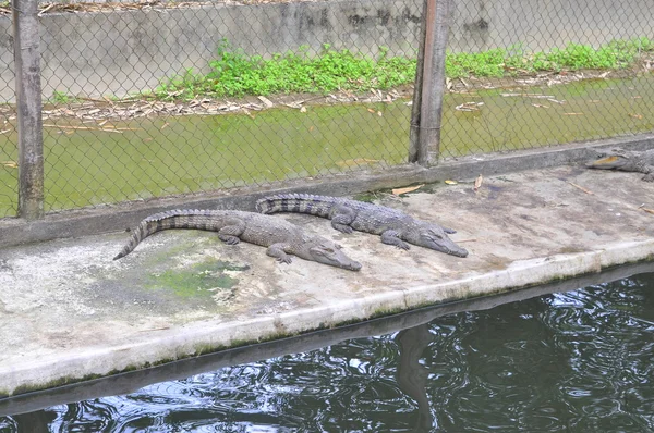 Ninh hoa, Vietnam - 16. Februar 2016: Krokodile werden in einem Resort in Vietnam für Touristen eingesperrt und spielen — Stockfoto