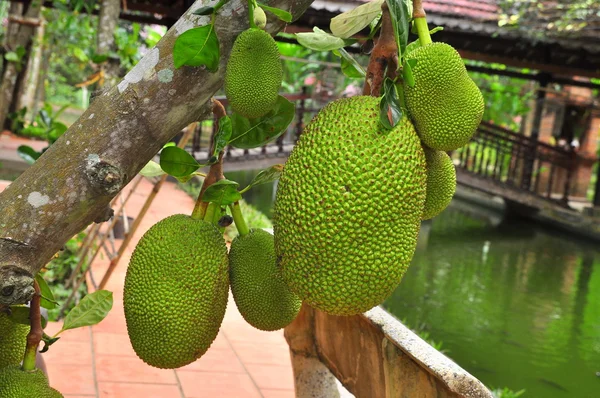 Khanh Hoa, Vietnam - 16 de febrero de 2016: Un montón de jaca en el árbol en una granja de jardín en Vietnam — Foto de Stock