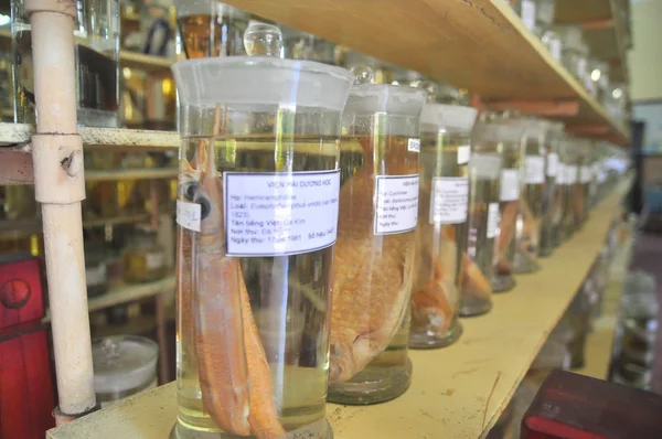 Nha Trang, Vietnam - February 9, 2016: Mummified specimen of all kinds of fish and sea life in liquid are stored and showed to tourists at the Vietnam Institution of Ocean in Nha Trang city — Stock Photo, Image