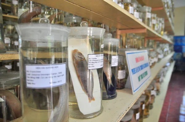 Nha Trang, Vietnã - 9 de fevereiro de 2016: Espécime mumificado de todos os tipos de peixes e vida marinha em líquido são armazenados e mostrados aos turistas no Vietnã Instituição do Oceano na cidade de Nha Trang — Fotografia de Stock
