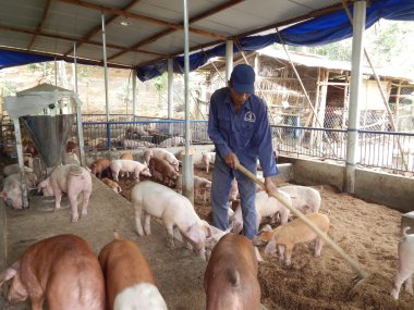 Long An, Vietnam - 16 Kasım 2015: Bir çiftçi ileri teknoloji kullanarak çiftlik domuzlarını besliyor