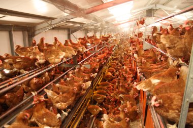 İskoçya - 8 Temmuz 2015: Genç serbest gezinen tavuklar İskoç sınırları içinde bir tavuk çiftliğinde