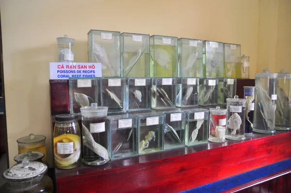 Nha Trang, Vietnam - 9 febbraio 2016: esemplare mummificato di tutti i tipi di pesci e vita marina in liquido vengono conservati e mostrati ai turisti presso l'Istituto Vietnam dell'Oceano nella città di Nha Trang — Foto Stock