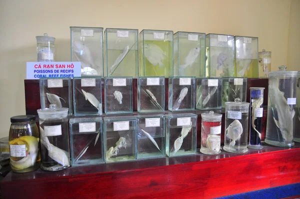 Nha Trang, Vietnam - 9 febbraio 2016: esemplare mummificato di tutti i tipi di pesci e vita marina in liquido vengono conservati e mostrati ai turisti presso l'Istituto Vietnam dell'Oceano nella città di Nha Trang — Foto Stock