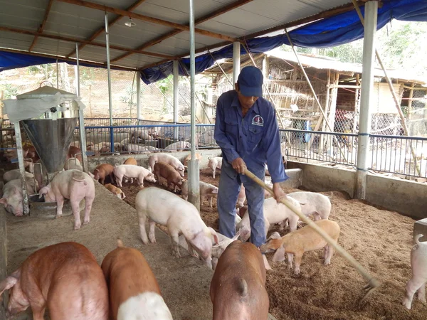 Long An, Vietnam - 16 de noviembre de 2015: Un granjero alimenta a sus cerdos de granja con tecnología avanzada —  Fotos de Stock
