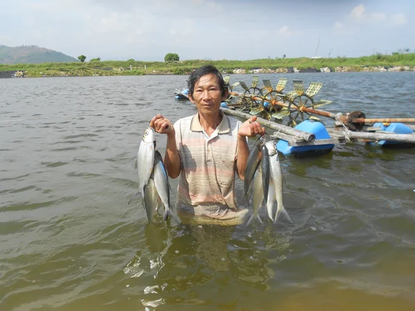 Quang Ngai, Vietnam - 18 November 2015: Seorang nelayan menunjukkan banyak ikan milkfish yang ia tangkap di kolam lautnya — Stok Foto