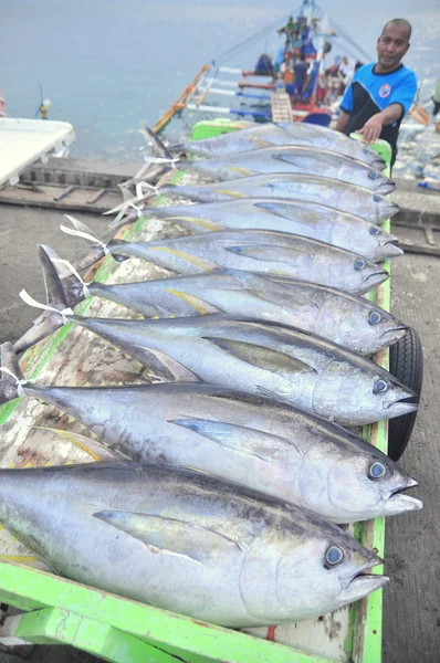 Tonfisk som lastas på lastbil till fabriken — Stockfoto