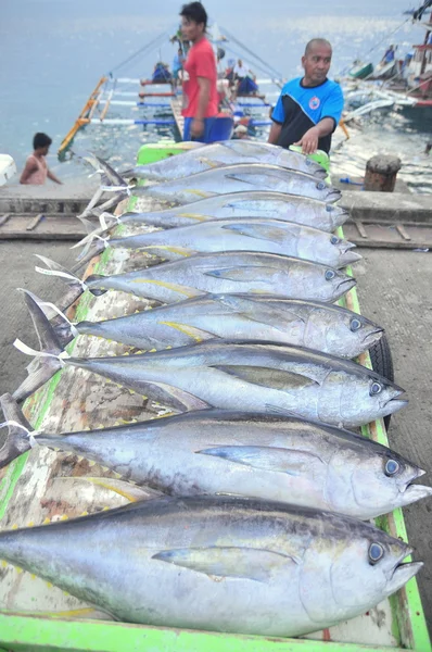 Thunfisch wird auf LKW zur Fabrik verladen — Stockfoto
