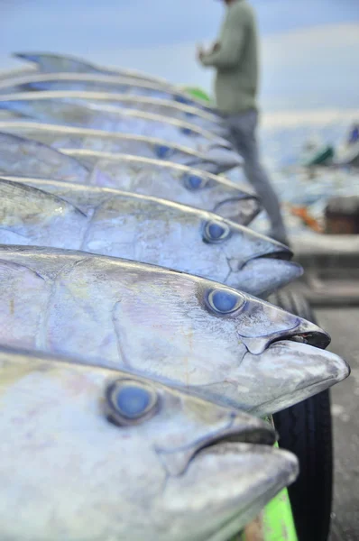 General Santos, Philippines - September 5, 2015: Tuna are being loaded onto truck to the factory — Stock Photo, Image