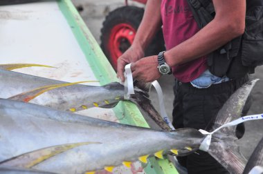 General Santos, Filipinler - 5 Eylül 2015: Bir balıkçı limanı, onun tuna işaretleme