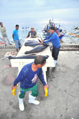 General Santos, Filipinler - 5 Eylül 2015: Yataklı vagon görevlilerine ton balığı deniz ürünleri fabrika General Santos City için kamyonla yüklüyorsunuz
