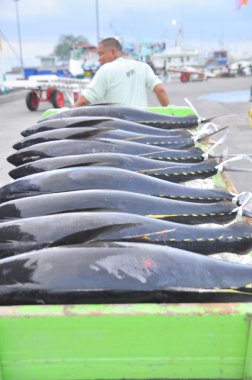 General Santos, Filipinler - 5 Eylül 2015: Yataklı vagon görevlilerine ton balığı deniz ürünleri fabrika General Santos City için kamyonla yüklüyorsunuz