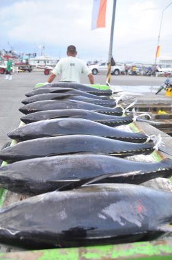 General Santos, Filipinler - 5 Eylül 2015: Yataklı vagon görevlilerine ton balığı deniz ürünleri fabrika General Santos City için kamyonla yüklüyorsunuz