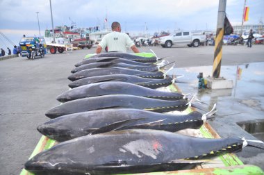 General Santos, Filipinler - 5 Eylül 2015: Yataklı vagon görevlilerine ton balığı deniz ürünleri fabrika General Santos City için kamyonla yüklüyorsunuz