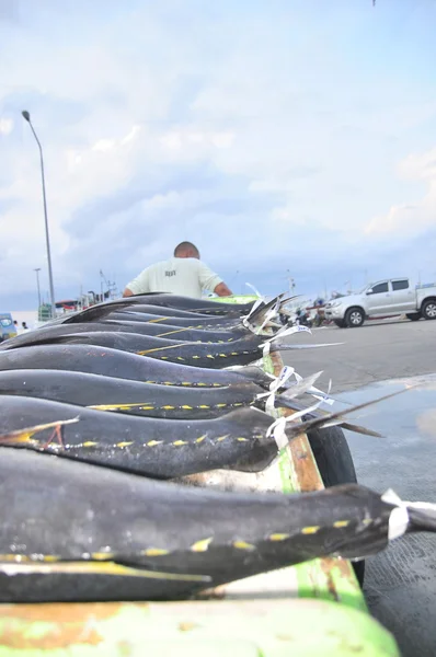 桑托斯将军城，菲律宾-2015 年 9 月 5 日︰ 搬运工正在加载在桑托斯将军城市海鲜厂的卡车上金枪鱼 — 图库照片